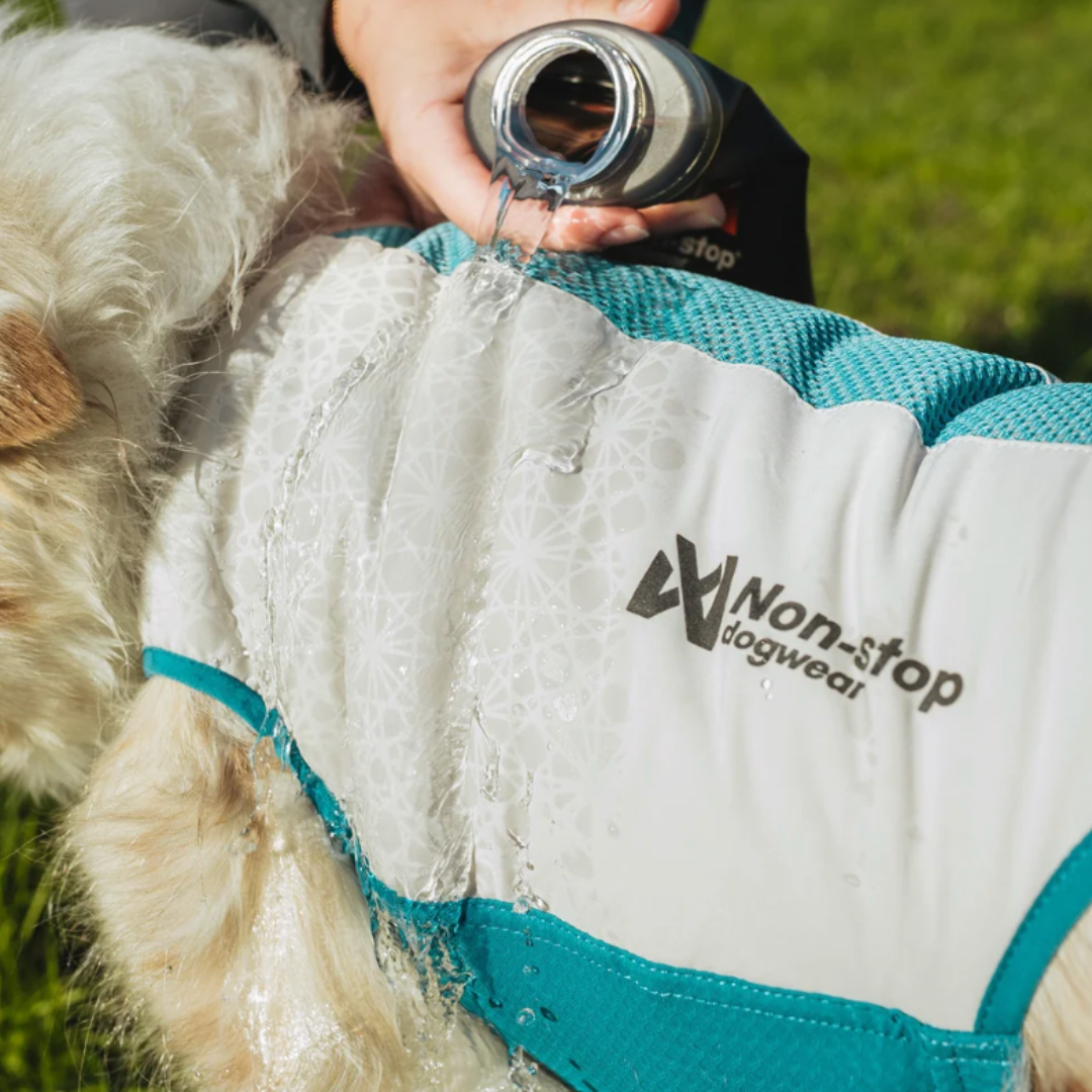 Cooling vest, nebo Cooling pull-on? Poradíme, která chladicí vesta sedne vašemu psovi