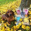 raw raw freeze dried a natural chew