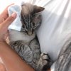 PDP FurryFriends SKU81160 2 800x.webp