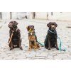 lifestyle dog leash collar recycled lebeddie4528