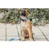 lifestyle dog leash collar recycled lebeddie4900