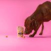 2025 03 dogsie studio lowres 8 scaled e1743672282742.jpg