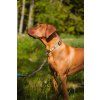 nightless night leash 951592.jpg