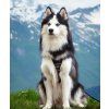 woodland harness xxs 571699.jpg
