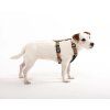 nightless night harness xxs 383784.jpg
