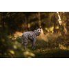 non-stop-dogwear-celotelova-mikina-trail-quest-fleece-overall-dog-jacket-bezova-chrt-v-lese