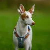 Alpha harness glacier green.jpg