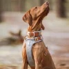alpha harness ja colalr glacier green.jpg