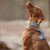 alpha harness ja collar glacier green.jpg