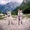 alpha 360 harness mauve mix xs 786415.jpg