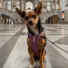 Woolly Wolf postroj Alpha 360 Mauve Mix