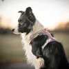 alpha 360 harness mauveSA704814 kopio.jpg