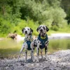 alpha harness and roam harness.jpg