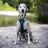 alpha harness deep teal 2.jpg