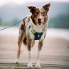 alpha 360 harness deep teal mix deep teal mix xs 277144.jpg
