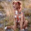 Alpha 360 Harness Terracotta Mix HRNSAL142 L HRNSAL142 M HRNSAL142 S HRNSAL142 XL HRNSAL142 XS 26.jpg