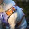 alpha 360 harness lavender mix xs 115710.jpg