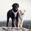 alpha 360 harness lavender mix xs 264937.jpg