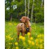 rope leash thin pistachio 808049.jpg