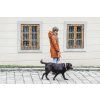 woman dog leash collar recycled lebeddie4248 2