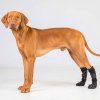 3105 Lola Pet Shoes WEB 07 2048x2048