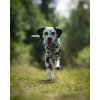 Non-stop dogwear Trekking line harness CLIP'N™, postroj pro psy (detail 9)