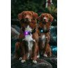 orbiloc purple led svetlo na obojek4 2