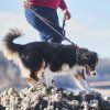 non stop dogwear cruise obojek pro psy oranzovy 1 ks 2486899 1000x1000 square