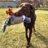 wild life dog holub